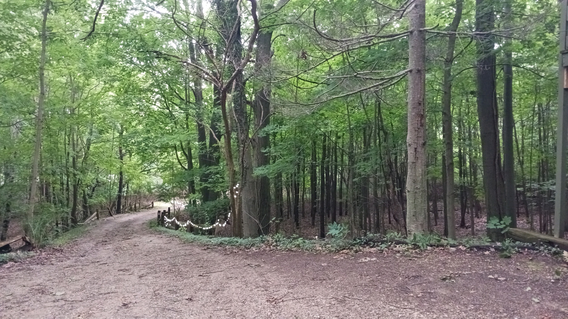 a picture of the woods